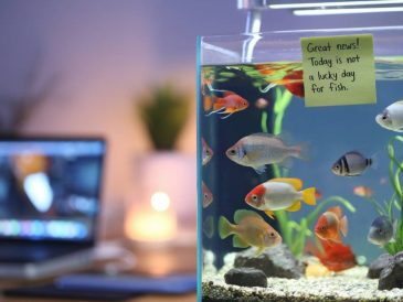 quel est le jour de chance des poissons : comment les astres influencent-ils votre destinée ?