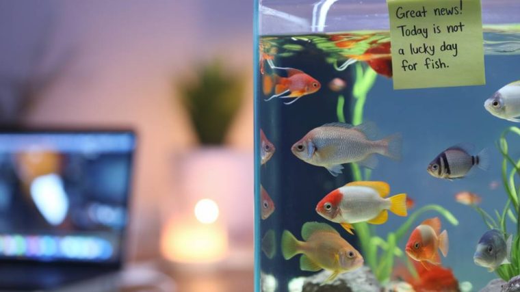 quel est le jour de chance des poissons : comment les astres influencent-ils votre destinée ?
